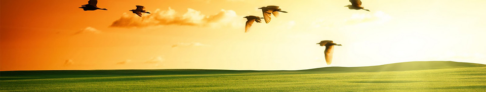 Geese flying over a green field at sunrise